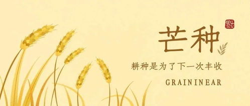 梔子花開，麥黃梅熟 仲夏時節話谷類作物